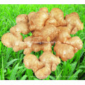 Chinese Factory Price Fresh Vegetables Ginger with Best Quality